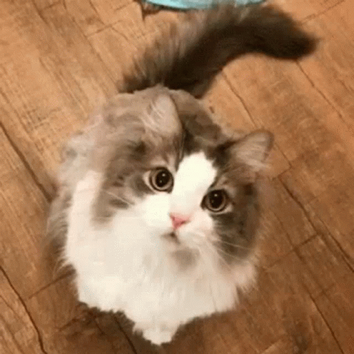 cute cat